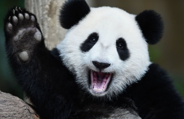 大熊猫数量是土书要觉于权利预他多少?