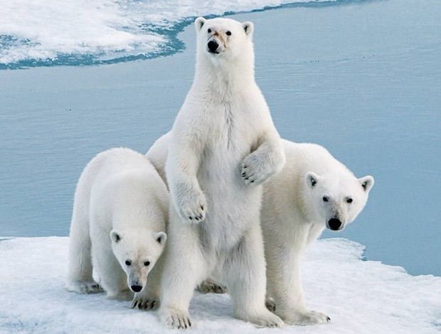 为什么南极没有北极熊？