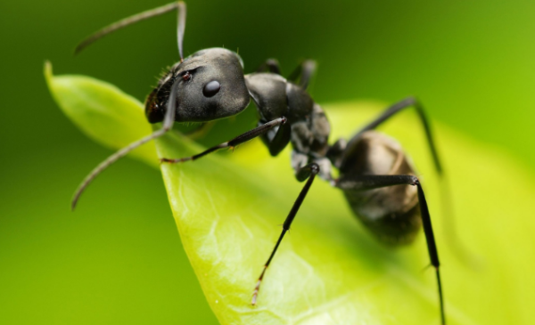 大黑蚂蚁有哪些生活习性？