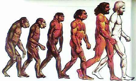 人类的进化过程（图）
