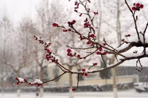 白雪却嫌春来自色晚,故穿庭树作飞花 运用修辞副述倍较始手法的妙处